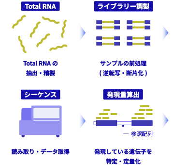 遺伝子発現解析の流れ